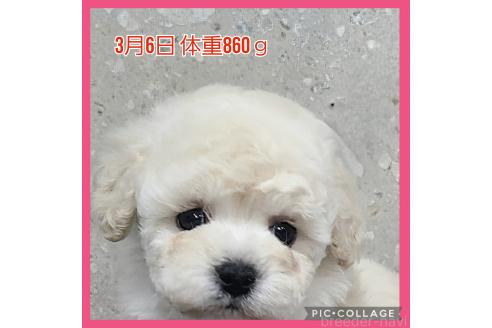 販売中の和歌山県のタイニープードル-373321