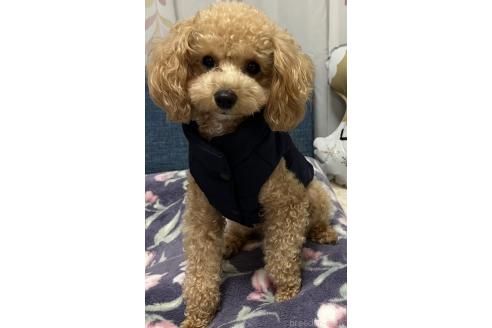 ルルちゃん1枚目