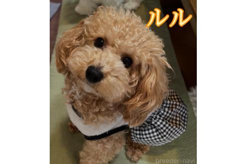 ルルちゃん1枚目