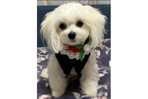 わたちゃん1枚目