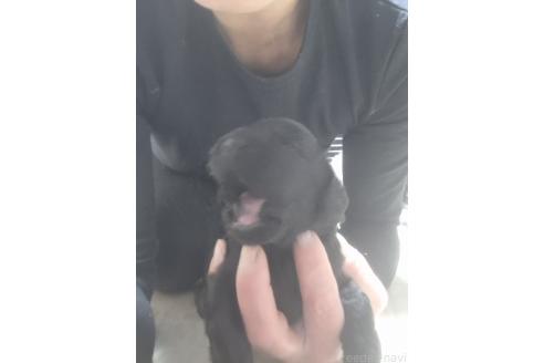 成約済の群馬県のミックス犬-374251の2枚目