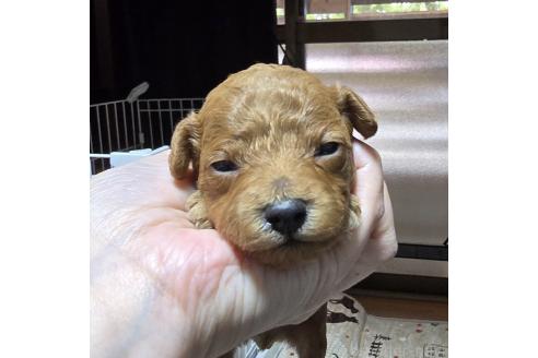 成約済の岡山県のトイプードル-374258の22枚目