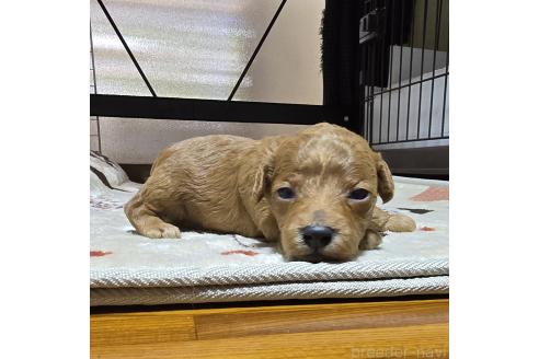 成約済の岡山県のトイプードル-374258の21枚目