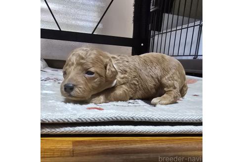 成約済の岡山県のトイプードル-374258の20枚目