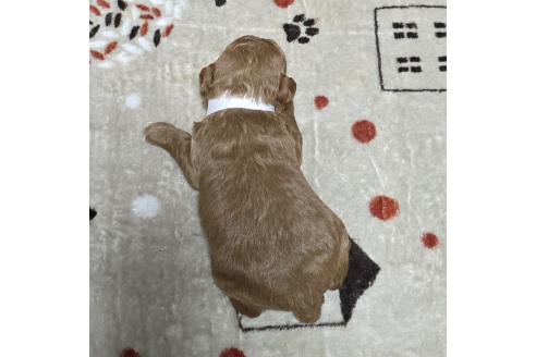 成約済の岡山県のトイプードル-374258の19枚目