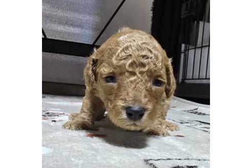 成約済の岡山県のトイプードル-374260の30枚目