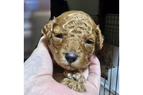 成約済の岡山県のトイプードル-374260の29枚目