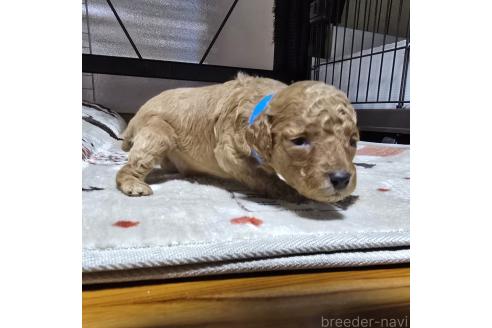 成約済の岡山県のトイプードル-374260の28枚目