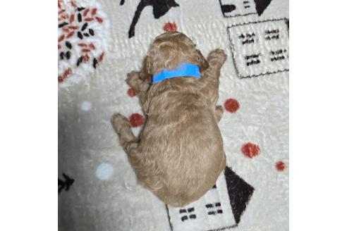 成約済の岡山県のトイプードル-374260の26枚目