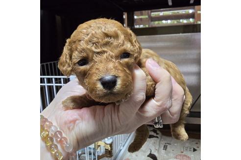 成約済の岡山県のトイプードル-374262の10枚目