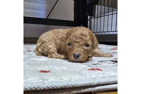 成約済の岡山県のトイプードル-374262の9枚目