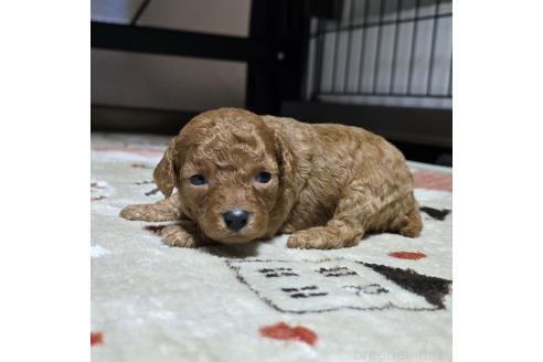 成約済の岡山県のトイプードル-374262の8枚目