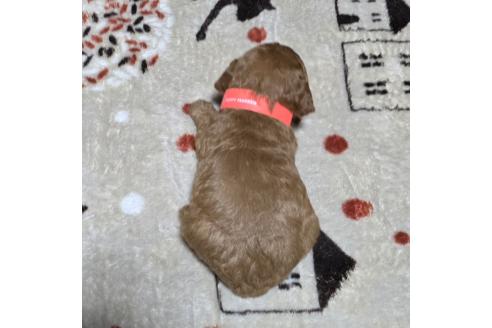 成約済の岡山県のトイプードル-374262の7枚目