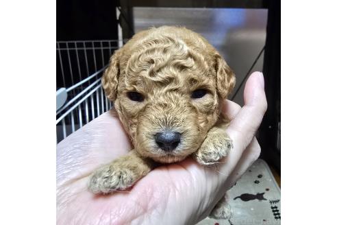 成約済の岡山県のトイプードル-374263の5枚目