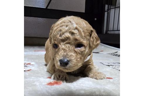 成約済の岡山県のトイプードル-374263