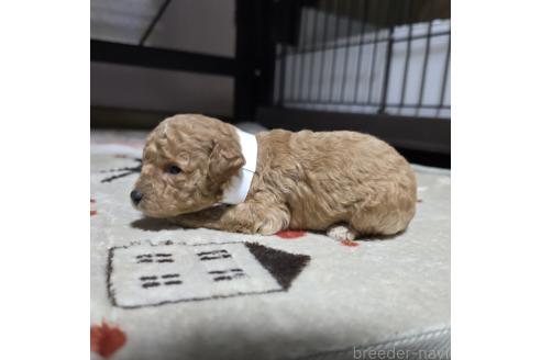 成約済の岡山県のトイプードル-374263の4枚目