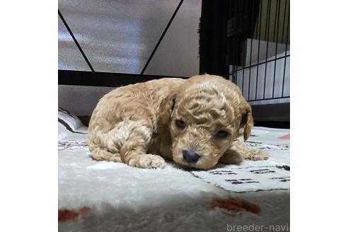 成約済の岡山県のトイプードル-374263の3枚目