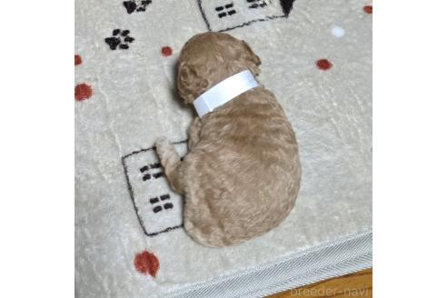 成約済の岡山県のトイプードル-374263の2枚目