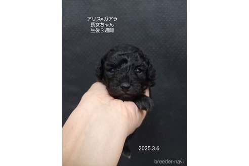 成約済の大阪府のタイニープードル-369925の3枚目