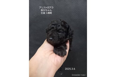 成約済の大阪府のタイニープードル-369925の4枚目