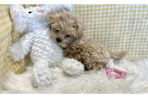 成約済の栃木県のマルプー:マルチーズ×トイプードル-369033の2枚目