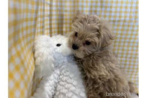 成約済の栃木県のマルプー:マルチーズ×トイプードル-369033の3枚目