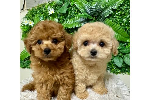 成約済の兵庫県のティーカッププードル-370944の5枚目