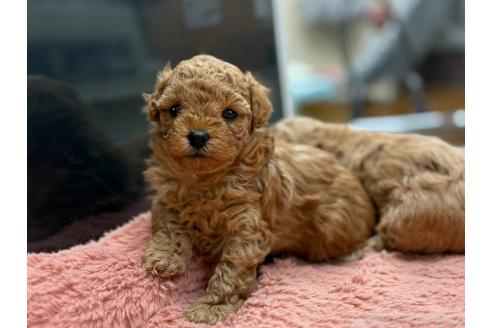 成約済の東京都のマルプー:マルチーズ×トイプードル-374267の6枚目