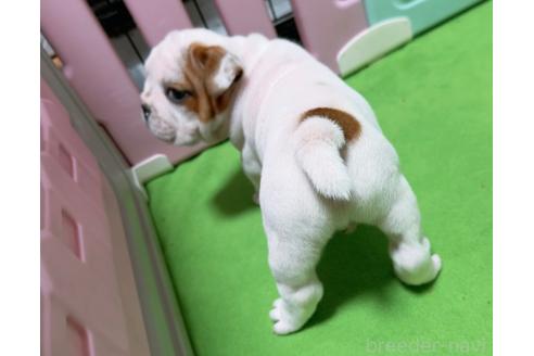 販売中の埼玉県のブルドッグ-374292の9枚目
