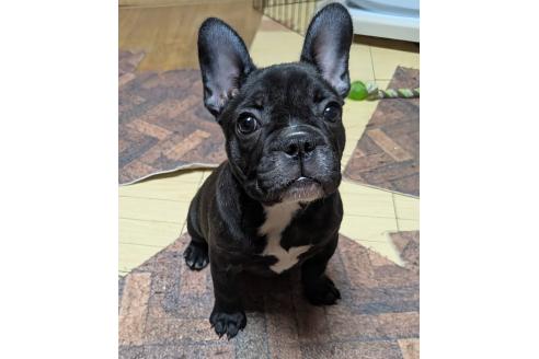 成約済の愛媛県のフレンチブルドッグ-365108の42枚目