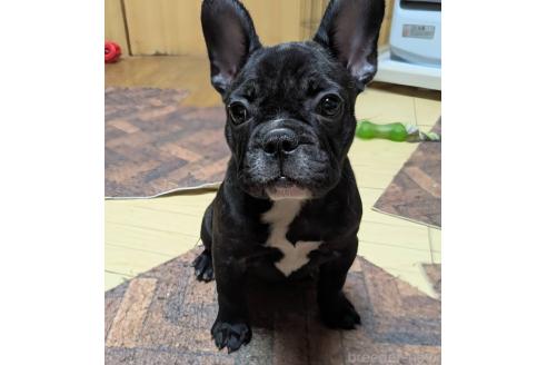 成約済の愛媛県のフレンチブルドッグ-365108の41枚目