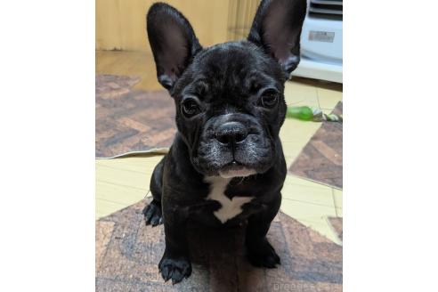 成約済の愛媛県のフレンチブルドッグ-365108の40枚目