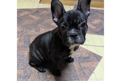 成約済の愛媛県のフレンチブルドッグ-365108の39枚目