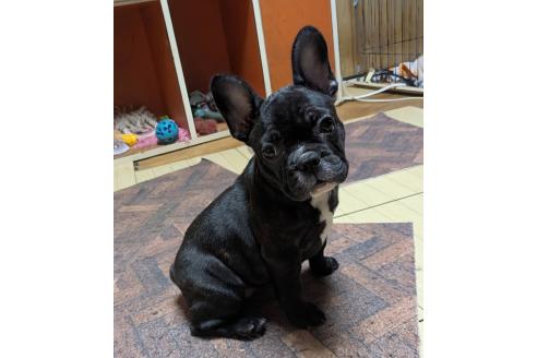 成約済の愛媛県のフレンチブルドッグ-365108の38枚目