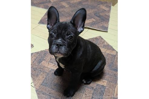 成約済の愛媛県のフレンチブルドッグ-365108の37枚目