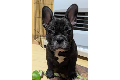 成約済の愛媛県のフレンチブルドッグ-365108の36枚目
