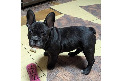 成約済の愛媛県のフレンチブルドッグ-365108の35枚目