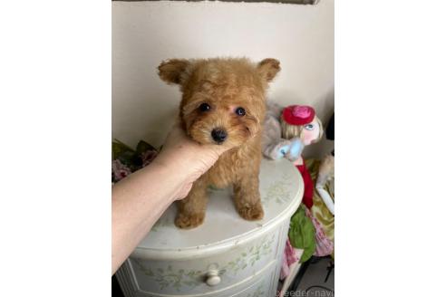 成約済の福岡県のティーカッププードル-374330の7枚目