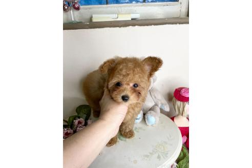 成約済の福岡県のティーカッププードル-374330の4枚目