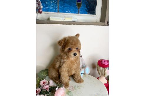 成約済の福岡県のティーカッププードル-374330の3枚目
