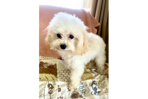 成約済の東京都のミックス犬-329634の29枚目