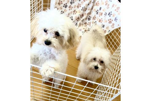 成約済の東京都のミックス犬-329634の26枚目