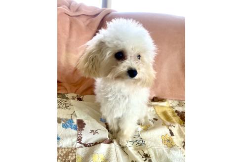 成約済の東京都のミックス犬-329634の24枚目