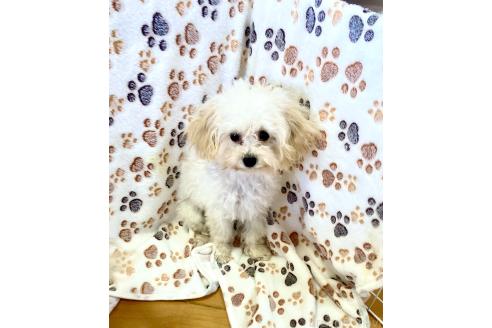 成約済の東京都のミックス犬-329634の22枚目