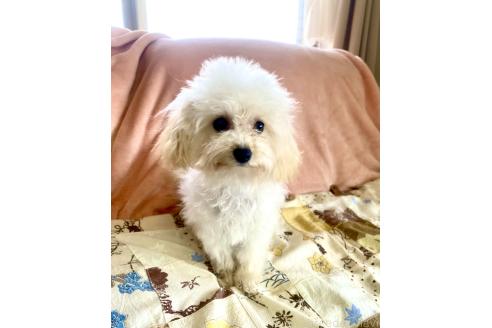 成約済の東京都のミックス犬-329634の21枚目