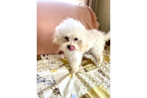 成約済の東京都のミックス犬-329634の20枚目
