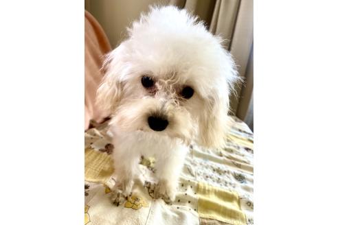 成約済の東京都のミックス犬-329634の17枚目