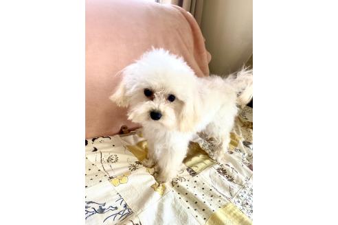 成約済の東京都のミックス犬-329634の16枚目