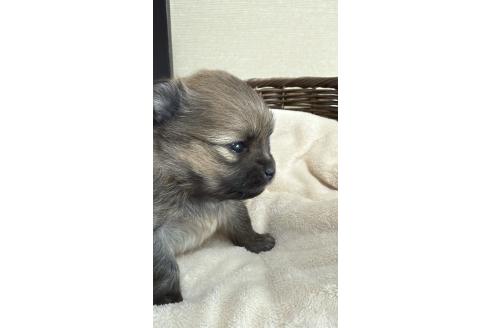 成約済の群馬県のポメラニアン-370423の6枚目