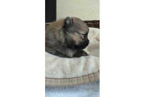 成約済の群馬県のポメラニアン-370423の3枚目